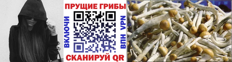 где можно купить наркотик  Костомукша  Псилоцибиновые грибы Psilocybine cubensis 